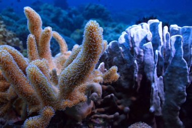 su içine dalış/deniz sahnesi, okyanusta dinlenme, su altında yaban hayatı