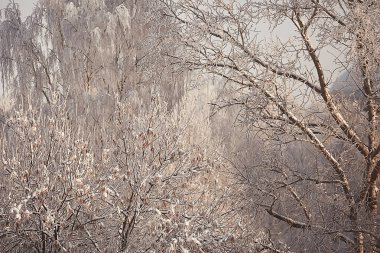 kış manzara orman/karlı havalarda Ocak, karlı ormanda güzel manzara, kuzeye bir gezi