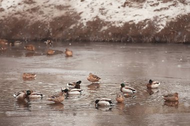 wintering birds / bird flock, winter lake, wild birds on winter lake, seasonal, migratory ducks