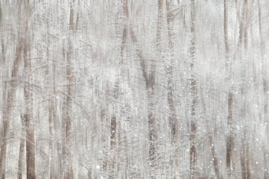 Orman kar bulanık arka plan/kış manzara kar kaplı orman, ağaçlar ve dalları kış havalarda