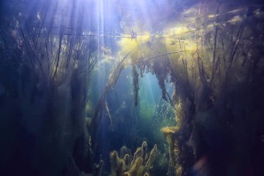 mangroves sualtı peyzaj arka plan/soyut çalılar ve ağaçlar su, şeffaf su doğa Eko