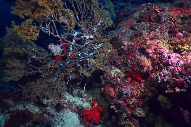 okyanusta yelpaze mercanı büyük dallanma mercan resif/deniz manzarası sualtı yaşam