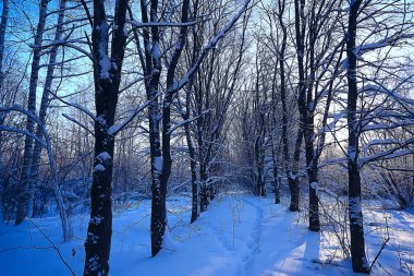kış manzara orman/karlı havalarda Ocak, karlı ormanda güzel manzara, kuzeye bir gezi