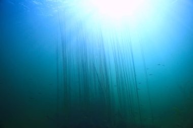 bitkiler ekosistem manzara nehir su sualtı taze güneş ışınları