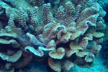 mercan resifi makro/doku, soyut deniz ekosistemi arka plan üzerinde bir mercan resifi