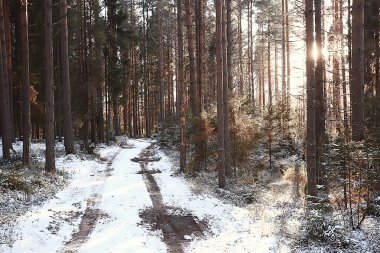 kış manzara orman/karlı havalarda Ocak, karlı ormanda güzel manzara, kuzeye bir gezi