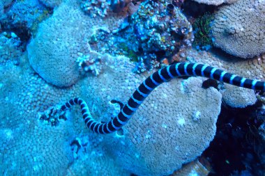 sualtı dünyası/mavi deniz vahşi, dünya Okyanusu, inanılmaz sualtı