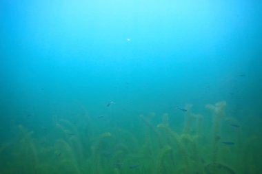 arka plan dalış doğa ekosistem Eko su sualtı taze