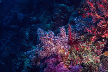 mercan resif sualtı/Lagünü ile mercanlar, sualtı peyzaj, şnorkelli yüzme gezisi