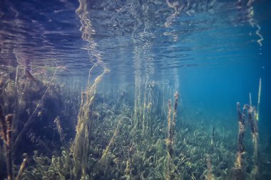 mangroves sualtı peyzaj arka plan/soyut çalılar ve ağaçlar su, şeffaf su doğa Eko