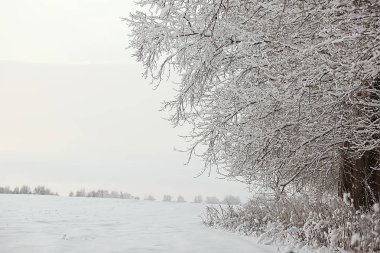 Rus köyünde kış/kış manzarası, Rusya 'da orman, eyalette karla kaplı ağaçlar