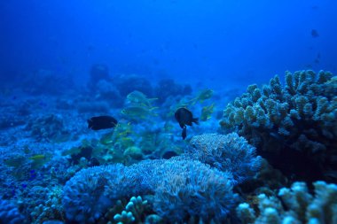 Sualtı sahnesi/mercan resifi, dünya okyanus yaban hayatı manzara