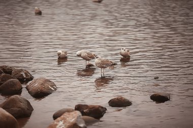 wintering birds / bird flock, winter lake, wild birds on winter lake, seasonal, migratory ducks