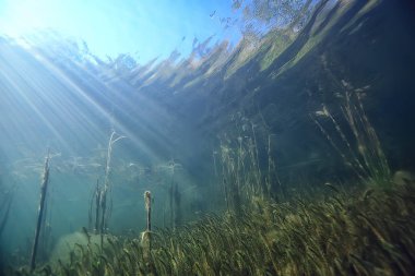mangroves sualtı peyzaj arka plan/soyut çalılar ve ağaçlar su, şeffaf su doğa Eko