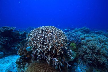su Okyanusu altında/peyzaj sualtı dünyası, sahne mavi Idyll doğa