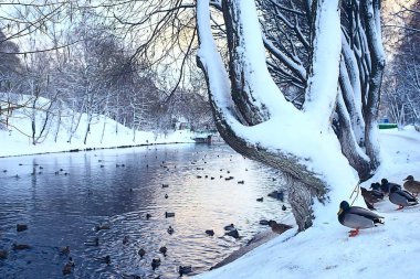 Kış Parkı, kış havalarda Cityscape/manzara kar, şehir, kuzeyde bir şehir parkında ağaçlar
