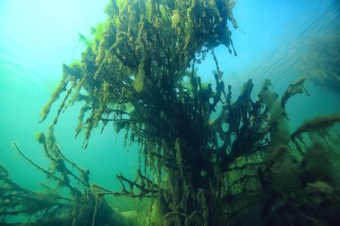 ağaçlar ekoloji göl güzel manzara su sular taze