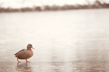 wintering birds / bird flock, winter lake, wild birds on winter lake, seasonal, migratory ducks