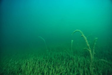 Doğa Göl manzara mavi çevre su sualtı şeffaf