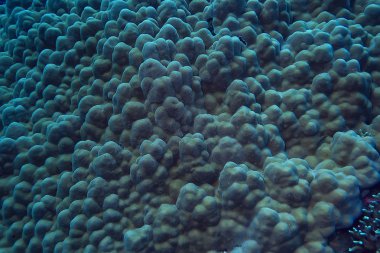 mercan resifi makro/doku, soyut deniz ekosistemi arka plan üzerinde bir mercan resifi