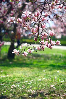 Manolya Çiçeği bahar bahçe/güzel çiçekler, bahar arka plan pembe çiçekler