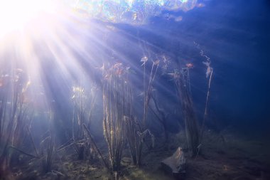 bitkiler ekosistem manzara nehir su sualtı taze güneş ışınları