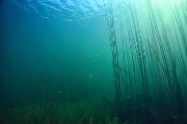 arka plan dalış doğa ekosistem Eko su sualtı taze