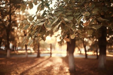 yol sonbahar Parkı/sonbahar peyzaj, sarı Park sonbahar ağaçları ve yaprakları, şehir parkında güzel bir güneşli gün. Sonbahar