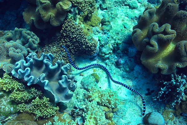 Gorgonian Duże Rozgałęzienia Koralowców Rafie Seascape Podwodne Życie Oceanie — Zdjęcie stockowe