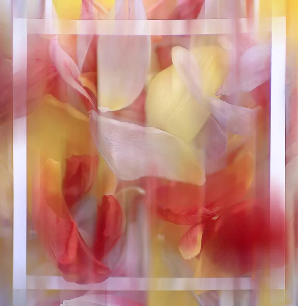 blurred background flower petals / bright abstract background nature, spring