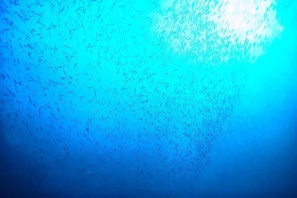 Plongée Dans Eau Mer Repos Dans Océan Faune Sous Eau — Photo