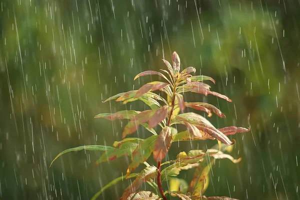 Jesienny Krajobraz Deszczowy Dzień Parku Miejskim Żółte Drzewa Deszczu — Zdjęcie stockowe