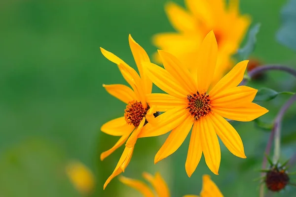 美しい夏の背景の花 — ストック写真