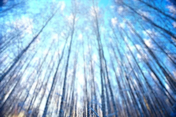 抽象森林模糊的冬天垂直线 冬天森林背景 抽象风景 — 图库照片
