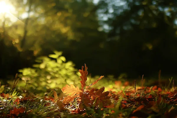 Autumn Landscape Background Yellow Leaves Sunny Autumn Day Sun Rays — Stock Photo, Image