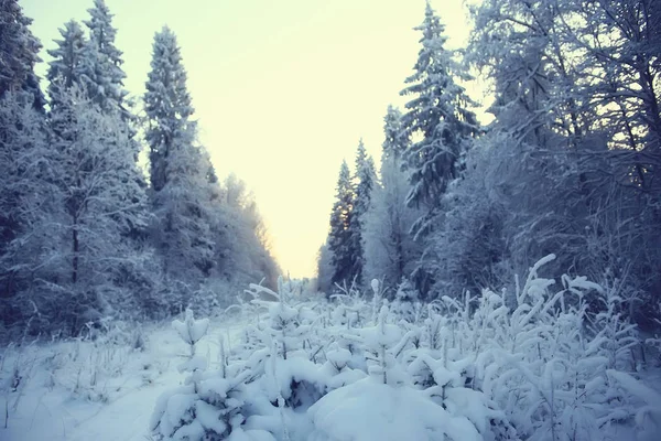 Zimowy Krajobraz Lesie Śnieżna Pogoda Styczniu Piękny Krajobraz Ośnieżonych Lasach — Zdjęcie stockowe