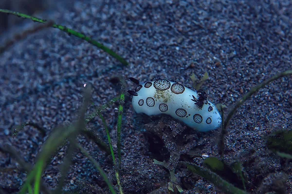 Nudibranch Molusk Podwodne Zdjęcie Morze Makro Pod Wodą — Zdjęcie stockowe