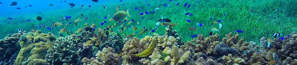 Korallenriff Unter Wasser Lagune Mit Korallen Unterwasserlandschaft Schnorchelausflug — Stockfoto