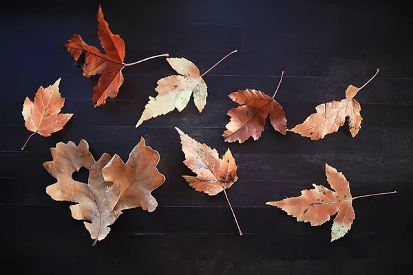 Cuore Autunnale Foglia Gialla Quercia Simbolo Del Cuore Nella Decorazione — Foto Stock