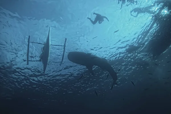 Whale Shark Scene Landscape Abstract Underwater Big Sea Fish Adventure — Stock Photo, Image