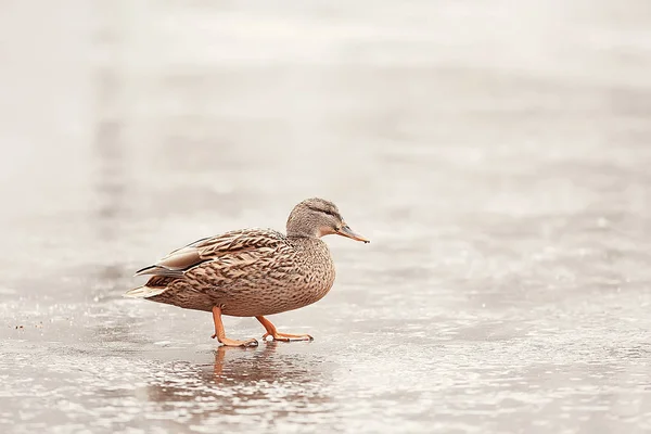 Aves Invernantes Bandada Aves Lago Invierno Aves Silvestres Lago Invierno —  Fotos de Stock