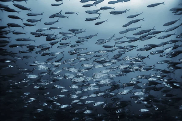 Black White Fish Group Underwater Nature Poster Design — Stock Photo, Image