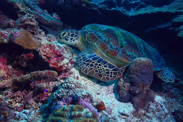 Meeresschildkröte Unterwasser Exotische Natur Meer Tier Unterwasserschildkröte — Stockfoto