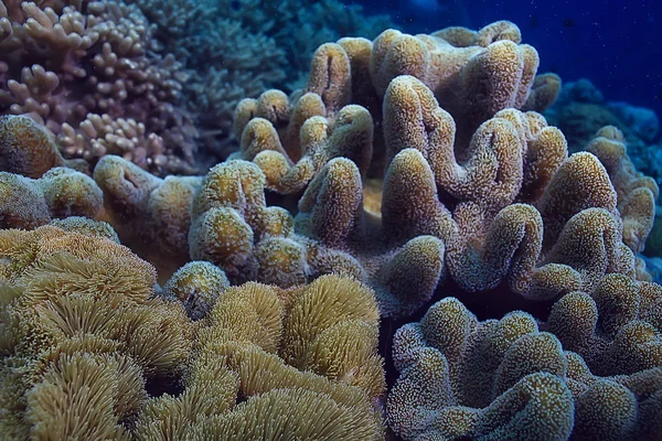 Korallzátony Víz Alatti Lagúna Korallok Víz Alatti Táj Snorkeling Utazás — Stock Fotó