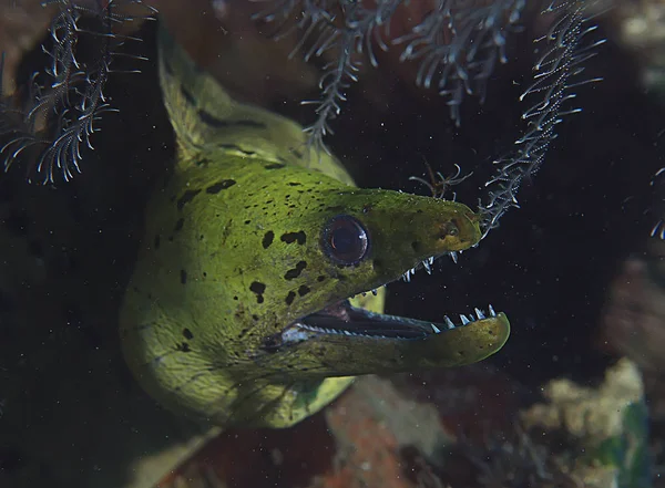 Murène Anguille Sous Eau Belle Vue Sous Marine — Photo