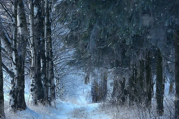 Zimní Krajiny Lese Zasněženém Počasí Lednu Krásná Krajina Zasněženém Lese — Stock fotografie
