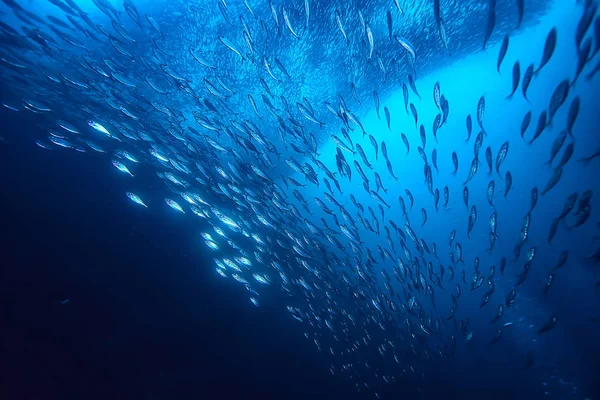 Sok Kis Halat Tengerben Víz Alatt Hal Kolónia Horgászat Óceán — Stock Fotó