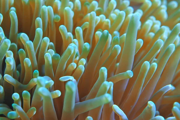 Subaquático Mundo Azul Mar Deserto Mundo Oceano Incrível Subaquático — Fotografia de Stock