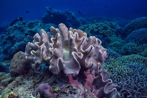 水中スポンジマリンライフ サンゴ礁水中シーン抽象スポンジと海の風景 — ストック写真