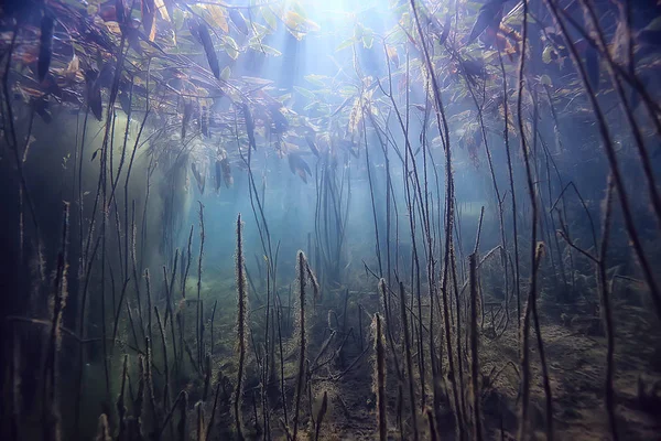 Underwater Green Landscape Nature Underwater Eco Ecology Lake Wild Diving — Stock Photo, Image